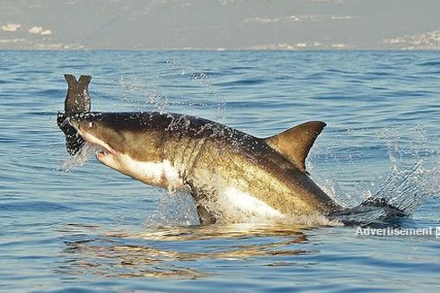 Xếp hạng cuối cùng là cá mập, gây 6 ca tử vong mỗi năm./.