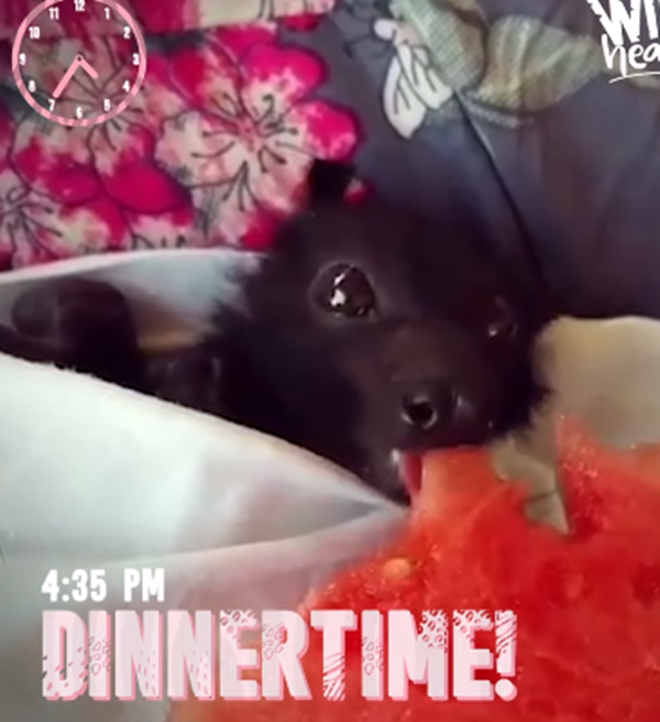 Bữa tối lại dưa hấu...