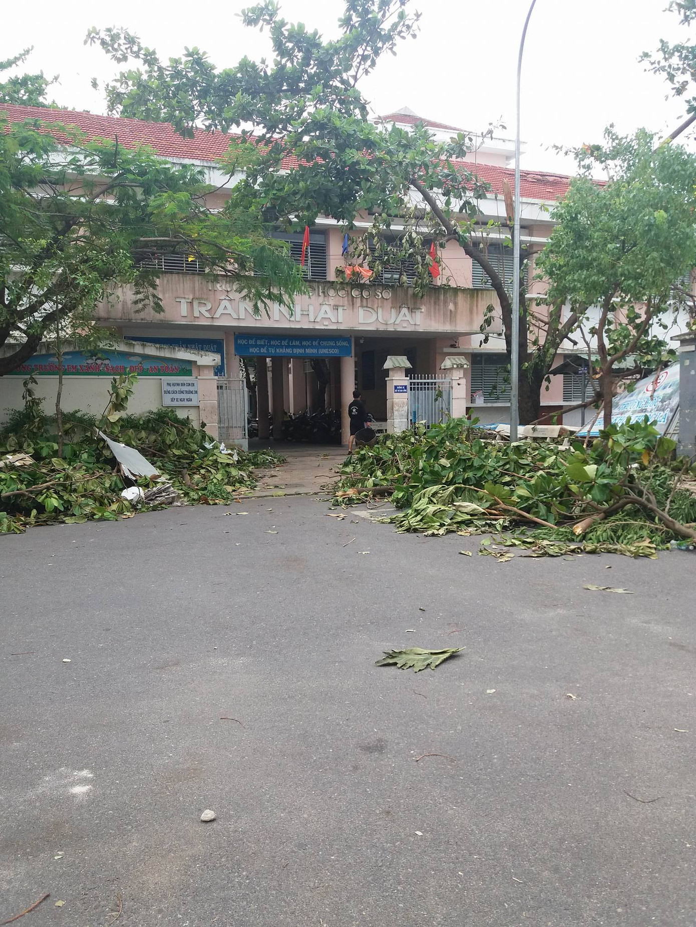 Cây chất thành đống ngoài trường tiểu học Phước Hòa 1 và trường Trần Nhật Duật (Nha Trang) - Ảnh Ha An