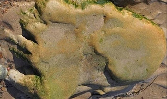 Dấu chân khủng long ở Scotland. Ảnh: DR Clark