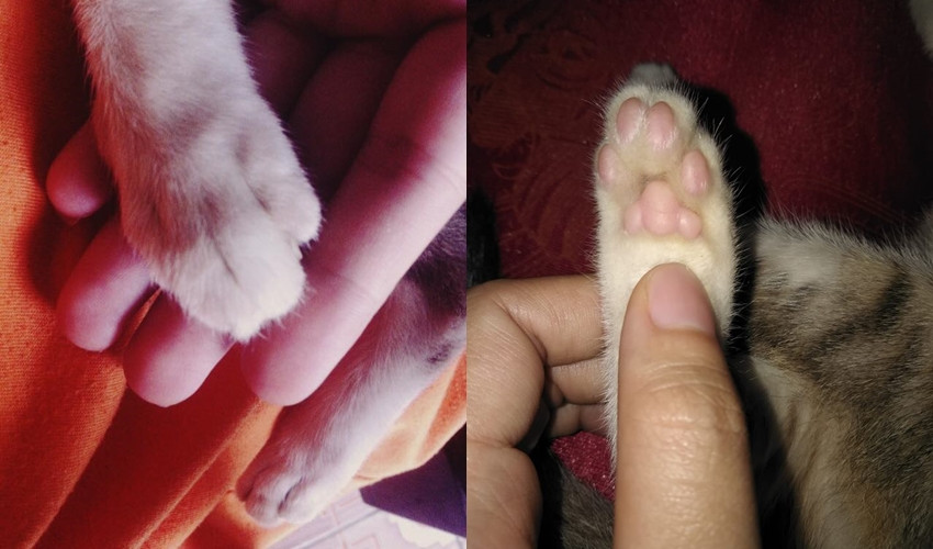 Tay cùng chân của mèo cũng được yêu thích không kém mũi của các bạn ấy đâu nhé!