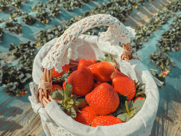 Nhìn những quả dâu tây căng mọng này xem, ai mà không ghiền chứ!