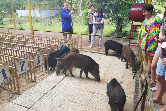 Đua heo được lấy ý tưởng từ việc chọn heo tốt để cúng Yang của người Raglai.