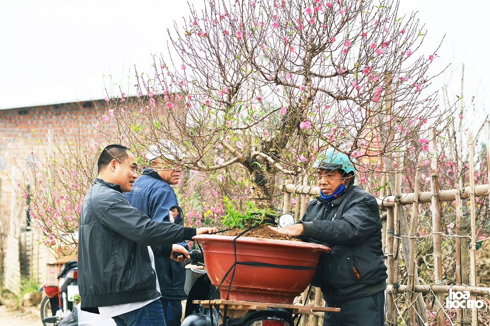 Bác tài xế xe ôm với nhiều kinh nghiệm đang cố định cây đào cao gần 2 mét trên yên xe để chở đến cho chủ mua cây.