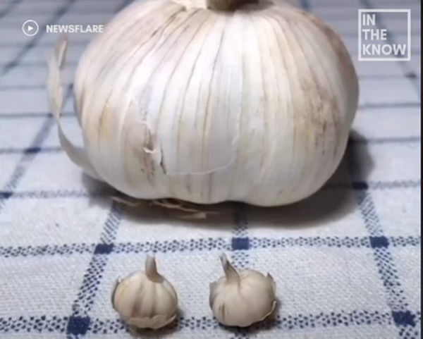 Đố bạn đâu là tỏi thât, đâu là tỏi bằng đất sét?