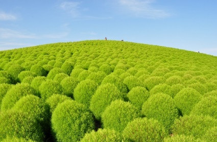 Ngọn đồi với màu xanh tươi của mùa Hè.