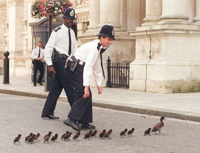 Các cảnh sát trên đường Downing, London, Anh giúp "mẹ" vịt và đàn vịt con qua đường ngày 15/7/1997.