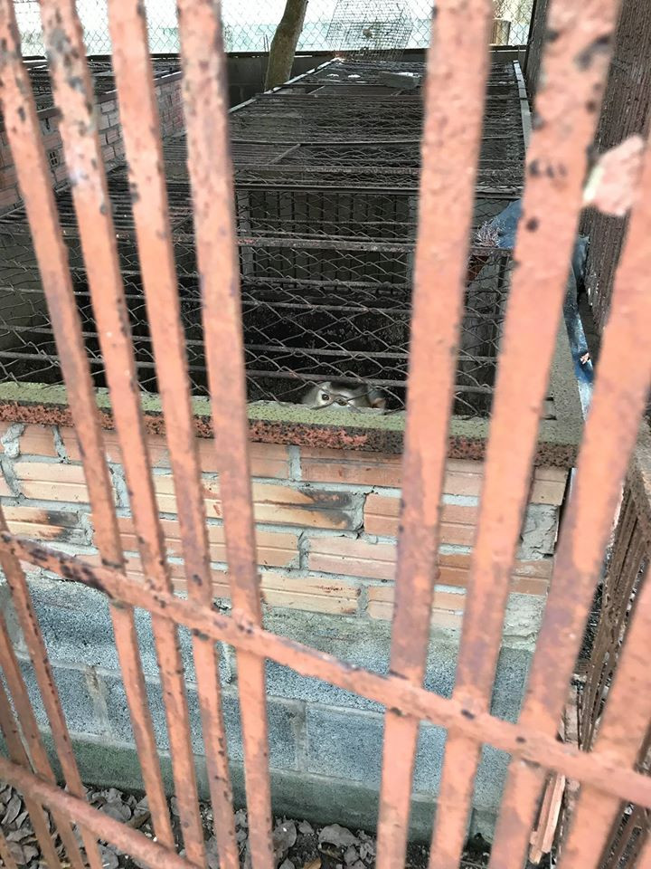 "Trại tập trung dành cho khỉ".