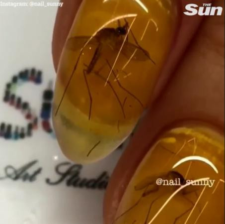 Xác côn trùng vỡ ra dưới lớp keo