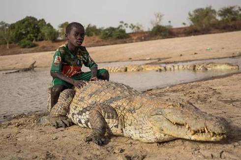 Cá sấu gây 1.000 ca tử vong mỗi năm. Với hàm răng sắc nhọn và khỏe, cá sấu rất dễ gây nguy hiểm cho con người