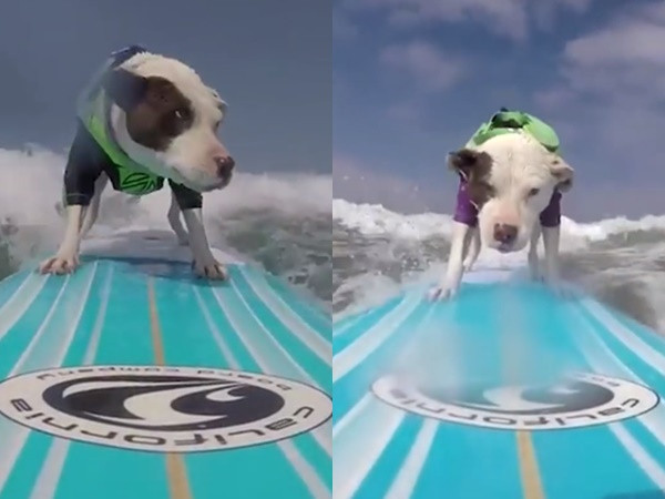 Bộ mặt với vóc dáng vô cùng "ngầu". Quả là một vận động viên đẳng cấp.