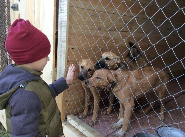 Pavel đã trở thành tình nguyện viên ở trại động vật bị bỏ rơi.