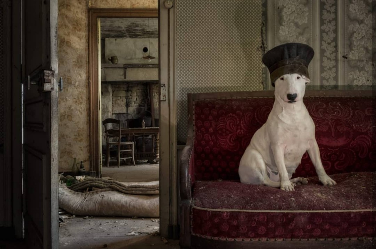 Căn nhà cũ ngổn ngang bỗng chốc trở thành phim trường lý tưởng của hot-pet.