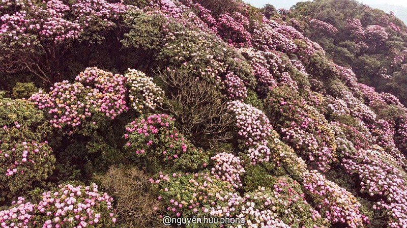 Hoa đỗ quyên nở rộ vào khoảng tháng 3, tháng 4 dương lịch hàng năm (Ảnh: Nguyễn Hữu Phong)