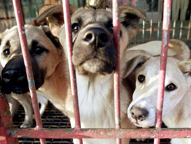 Chó bán để giết thịt tại một ngôi chợ ở Hàn Quốc. ẢNH: REUTERS.