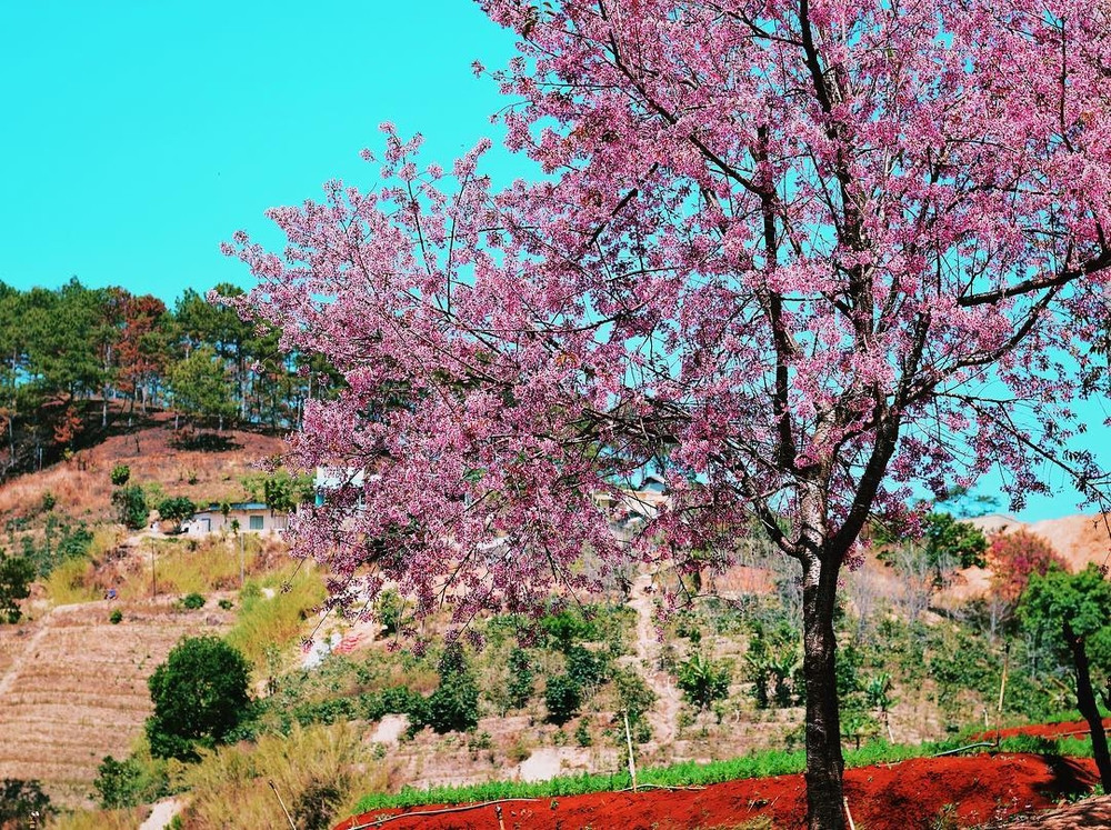 Đào mọc tại 1 thung lũng tại Đà Lạt. (Ảnh: ueih.phan)