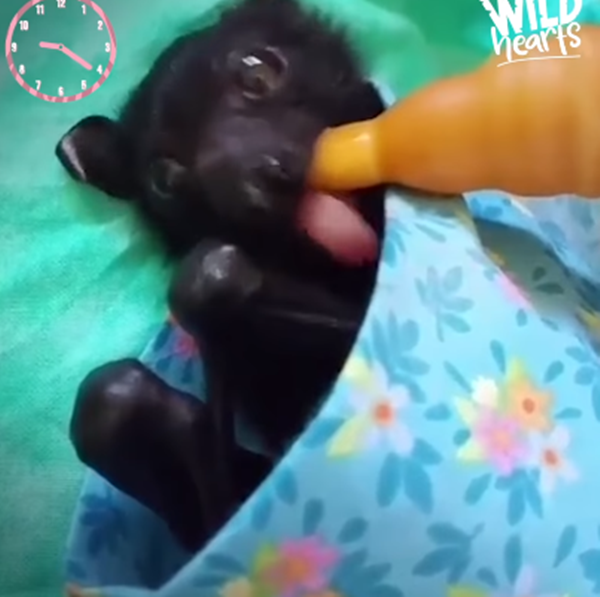 Phải uống sữa ăn hoa quả để có sức khỏe và làn da đẹp.