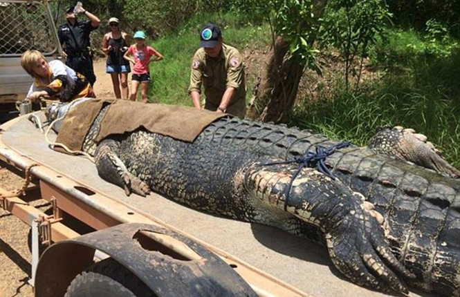 Con cá sấu đực vừa lọt bẫy.Ảnh: TWITTER