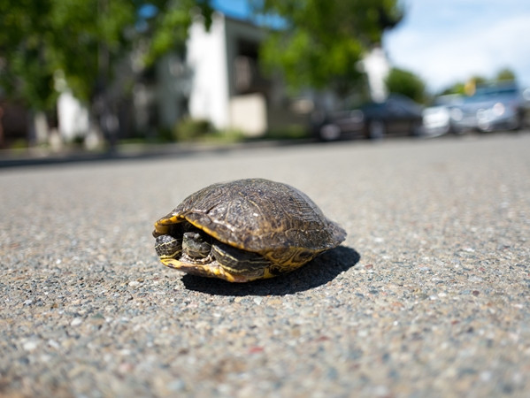 Nhiều chú rùa bò sang đường và bị xe đụng.