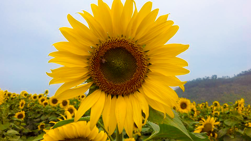 Đồi hoa hướng dương ngập trong sắc vàng.