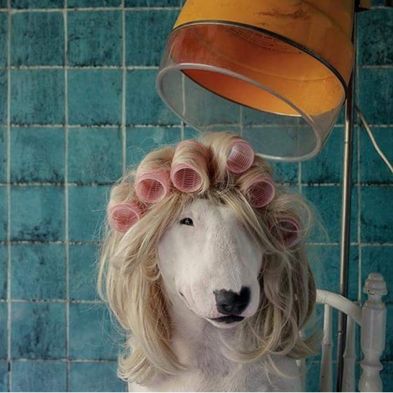 Một số phụ kiện đem lại diện mạo xinh xắn và mới mẻ cho chú chó Claire.