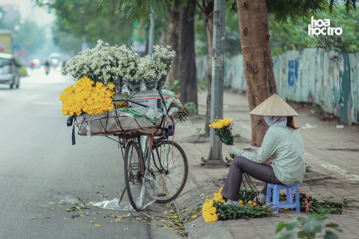Đông chưa về, nhưng cúc họa mi đã len lỏi khắp phố phường Hà Nội! ảnh 3