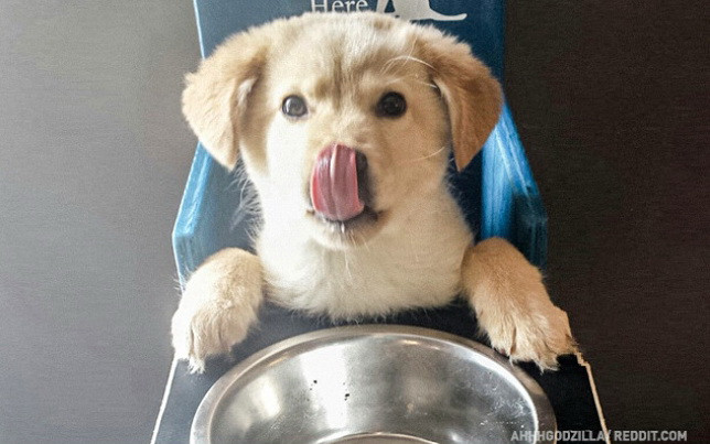 Loài chó đích thị đến từ sao Hỏa, loài mèo chắc chắn đến từ sao Kim ảnh 11