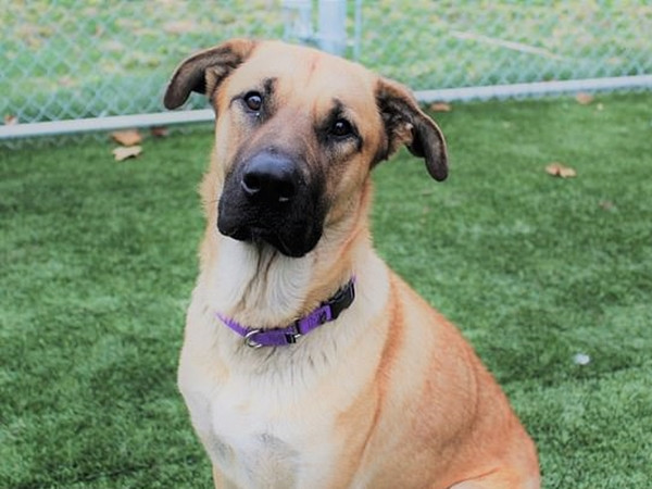 Chú chó hoang tốt bụng.