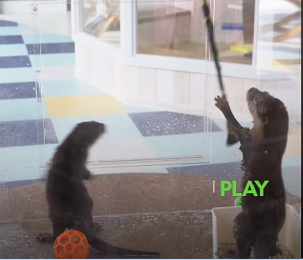 Cặp đôi rái cá này đang thoải mái chơi đùa.