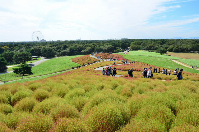 Đồi Kochia trong thời kì thay màu.