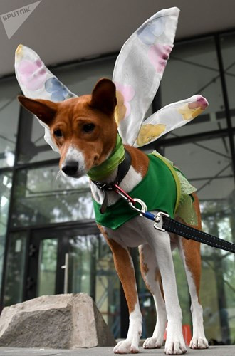 Không chỉ tham gia trình diễn thời trang, các chú cún cưng còn tranh tài khi trình diễn tự do và tham gia các trò chơi.