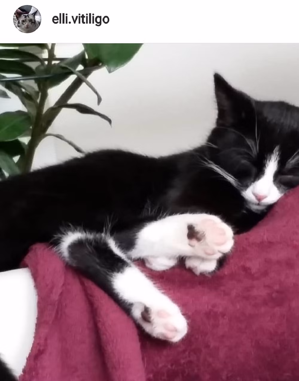 Elli vốn là cô mèo tuxedo đen trắng bình thường.