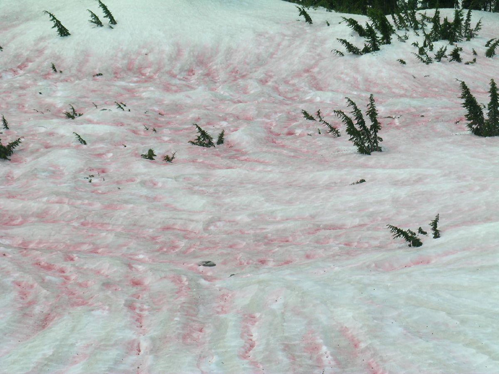 Ảnh: Plantsystematics.