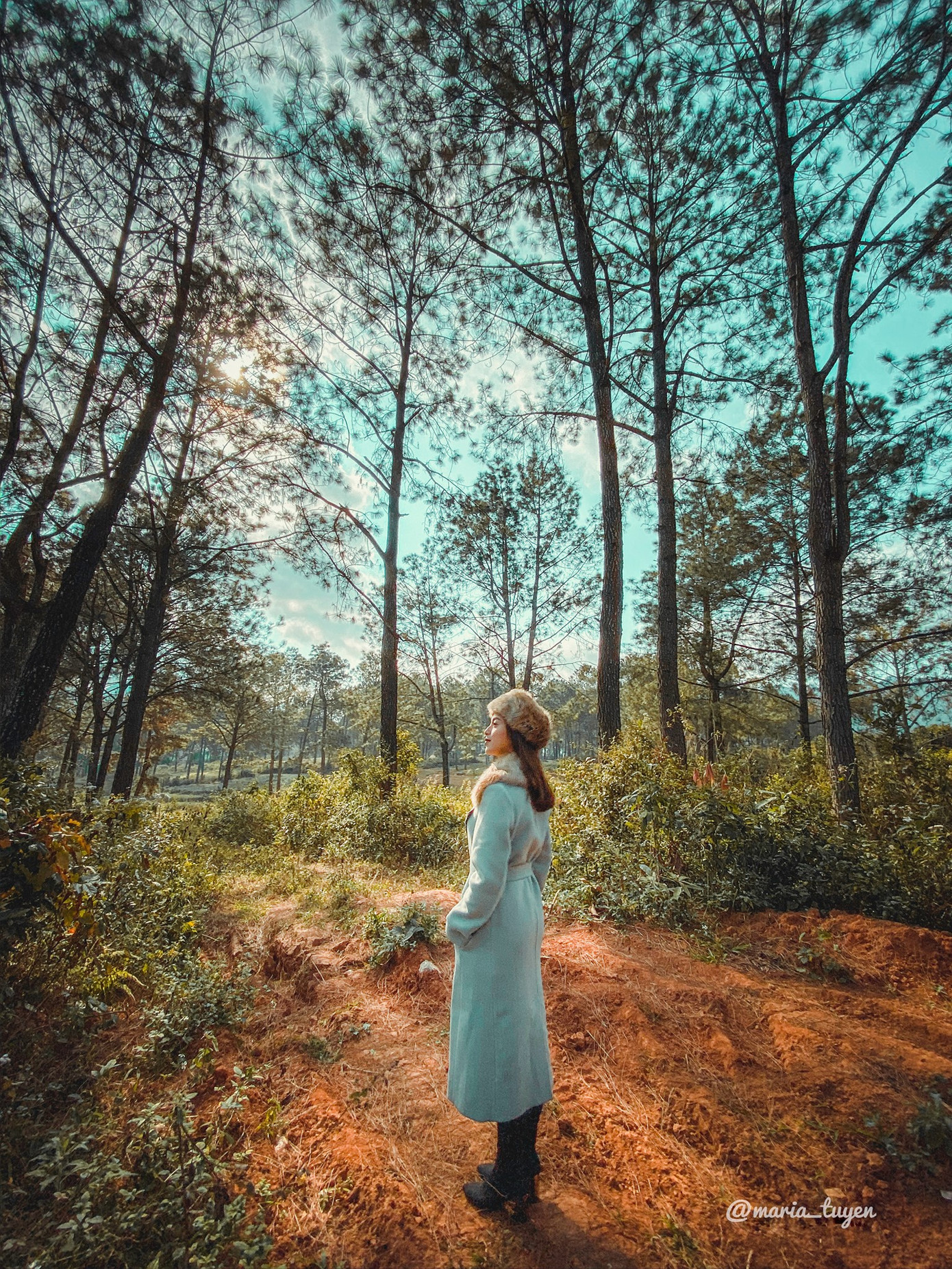 Rừng thông Bảng Áng ở Mộc Châu cũng có nhiều nét tương đồng như rừng thông Đà Lạt