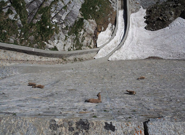 Vách đá gần như dựng đứng nhưng vẫn thu hút bầy dê núi.