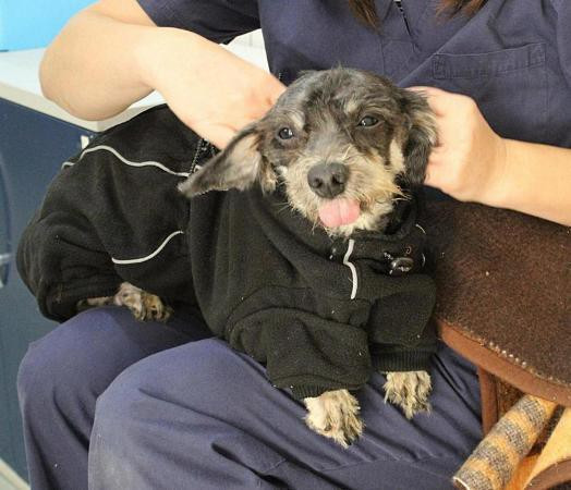 Chú chó rõ ràng đã bị bỏ quên một khoảng thời gian dài.