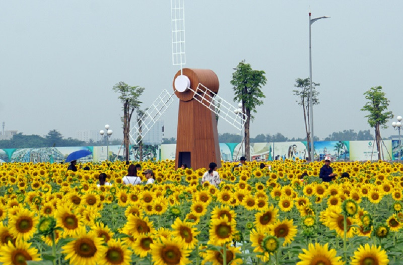 Vườn hướng dương đẹp lung linh khi lên ảnh được các chủ vườn quảng cáo khác xa so với thực tế