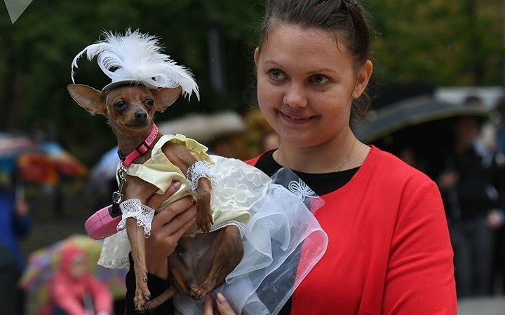 Các chú có được diện đồ thời trang để tham gia trình diễn tại công viên Krasnaya Presnya ở Moscow.