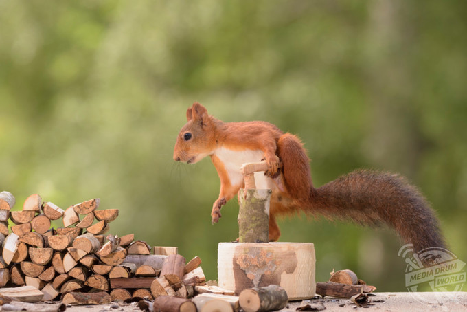 Geert chụp những bức ảnh bằng máy ảnh Nikon D810, ông khẳng định những bức ảnh này là thật và chưa bị can thiệp bởi photoshop theo bất kỳ hình thức nào.