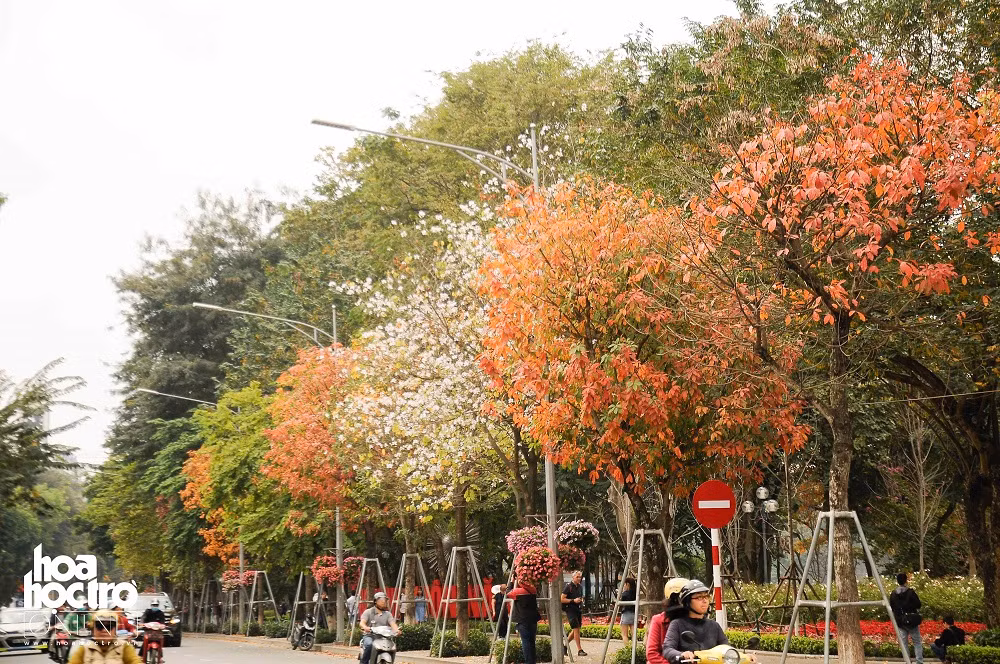 Thời tiết này được dạo phố phường Hà Nội, chụp vài kiểu ảnh ngỡ như lạc giữa Seoul thì còn gì tuyệt vời hơn nữa nhỉ?