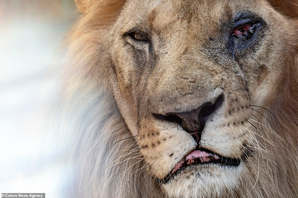 Một bên mắt của nó đang dần hỏng do viêm nhiễm, sưng đỏ. Thậm chí còn có ruồi bâu. Có vẻ đội ngũ nhân viên y tế của vườn thú này đã quá lâu không ghé qua đây.