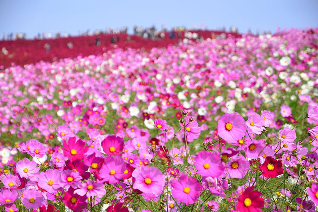 Tại đây, bạn có thể ngắm cảnh đẹp mùa Thu tạo nên bởi hơn 2 triệu cành hoa Cosmos và thảm cỏ Kochia!