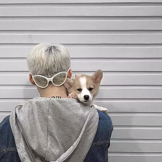 Chú chó Corgi này là em thú cưng của Sơn Tùng M-TP. Hẳn nhiều Sky đang rất ghen tị với em í khi được Sếp ôm hẳn vào lòng. Nhưng làm được gì đây khi mặt em ấy "vô tội" thế kia cơ mà.