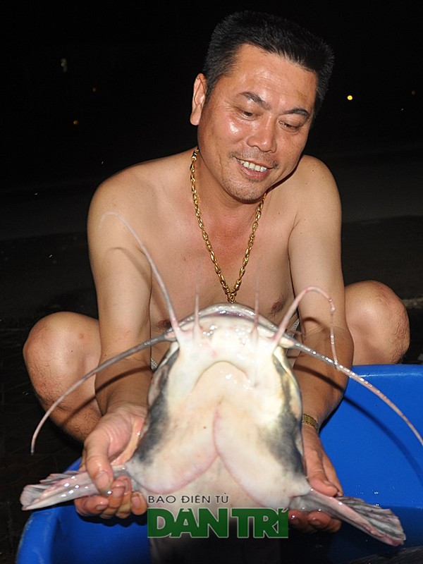 Đầu cá trê rất lớn. Thân hình các sù sì nên một số người gọi con cá trê là cụ cá.