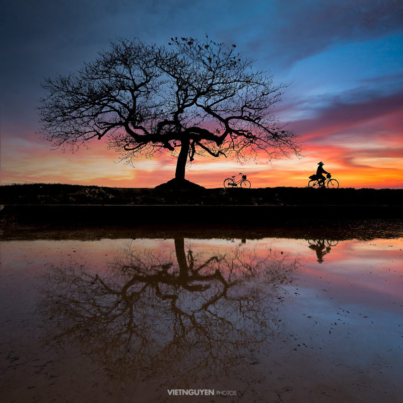 Cây bàng mồ côi mùa Đông. (Ảnh: 24MPX, Nam Tron)