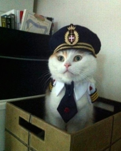 Anh "cảnh sát" mèo nghiêm trang và bảnh bao trong bộ đồ đặc biệt.