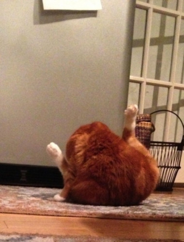 Nhìn hình ảnh này bạn sẽ tự hỏi đây là một chú mèo hay một con gà tây thơm ngon vừa nướng xong?