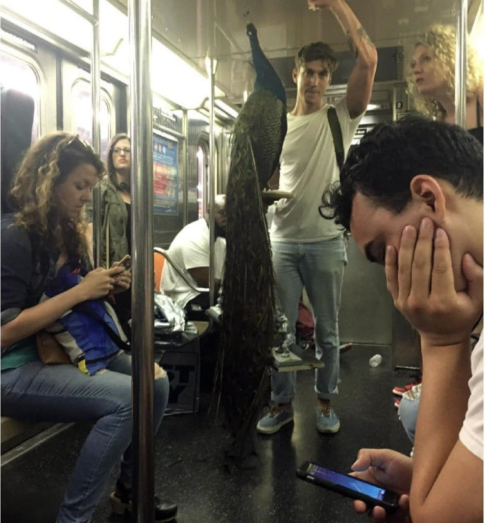 Bạn đã bao giờ đi tàu điện với một chú chim công chưa?