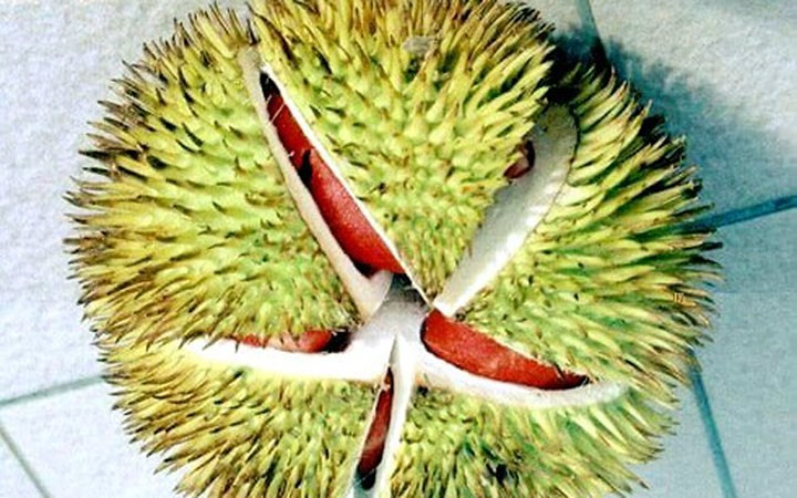 Sầu riêng ruột đỏ ở Malaysia có tên gọi là Durian Sukang, hay còn được gọi là Tenom Beauty. (Ảnh: VTC News).