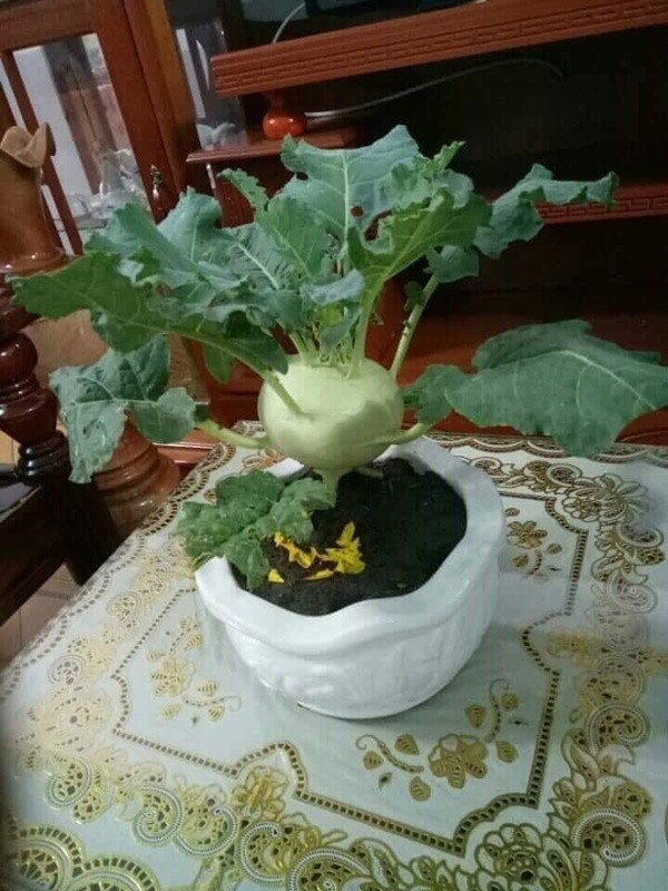 Thiên hạ chơi quất chơi đào, nhà mình làm củ su hào chơi xuân.